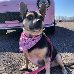 Not for sale! Just my cute little mascot, Nug! 💗💗💗